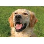 Jigsaw Puzzle Wooden A4 30 Pieces